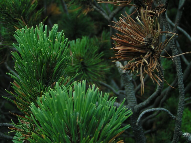 Pine Tree Branches — Green, Natural, Photograph, Needles