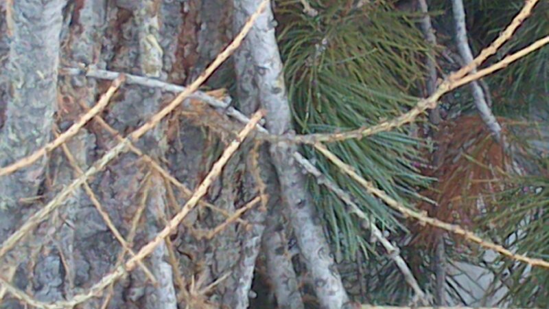 Pine Tree Branches — Green, Natural, Photograph