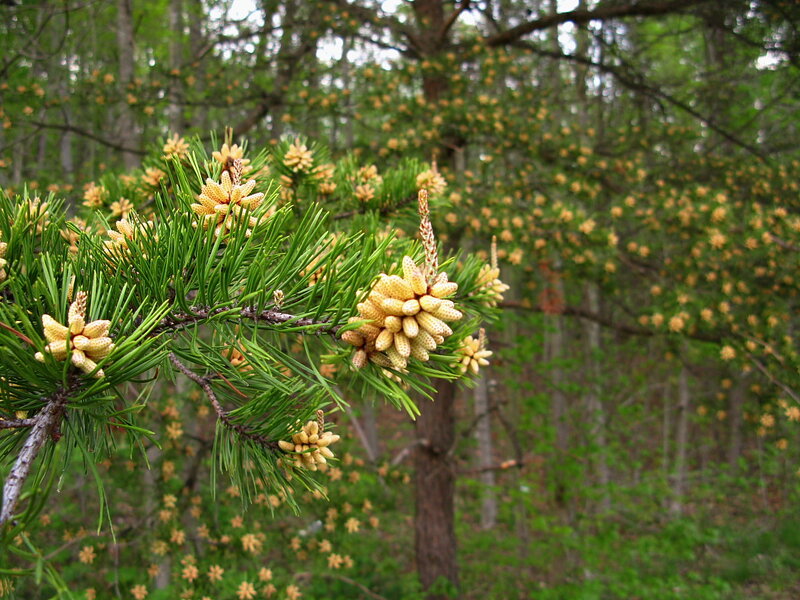 Pine Tree Branches — Green, Natural, Spring, Photograph, Needles