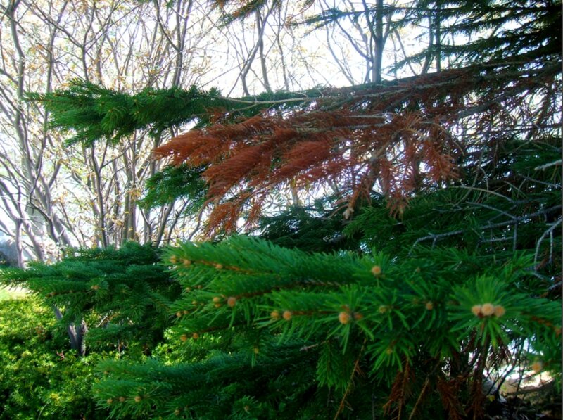 Pine Tree Branches — Green, Natural, Spring, Photograph