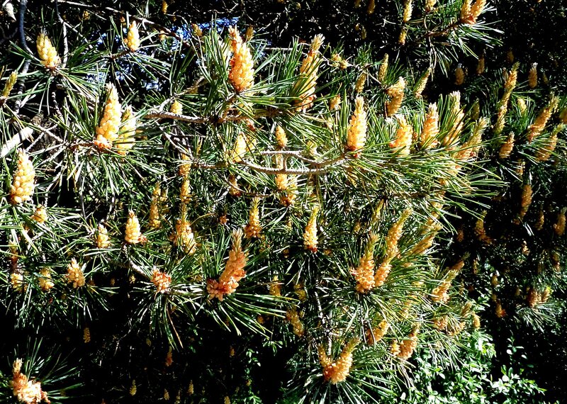 Pine Tree Branches — Green, Natural, Spring