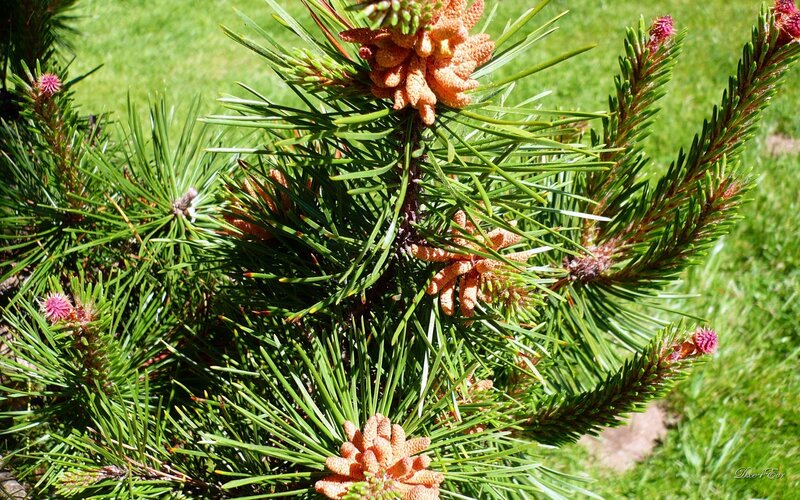 Pine Tree Branches — Green, Natural