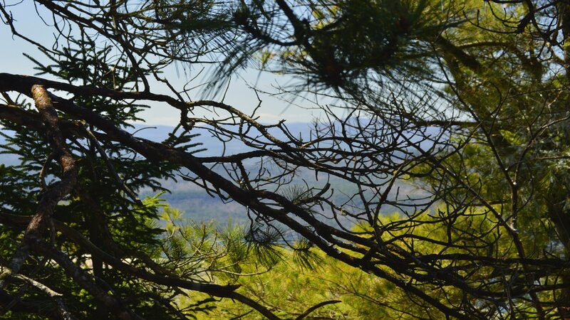 Pine Tree Branches — Green, Serene, Afternoon, Photograph