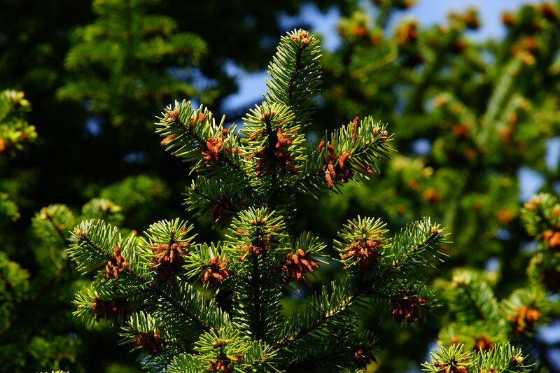 Pine Tree Branches — Green, Serene, Afternoon