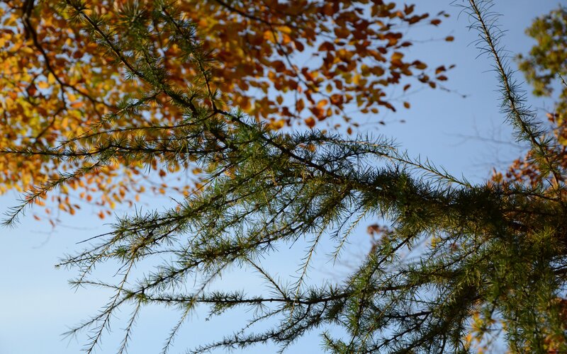 Pine Tree Branches — Green, Serene, Autumn, Photograph