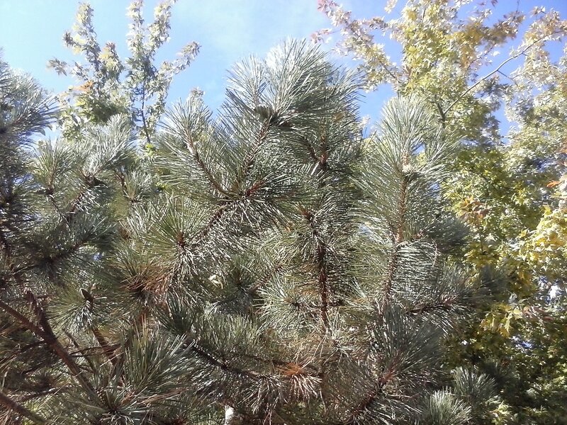 Pine Tree Branches — Green, Serene, Autumn