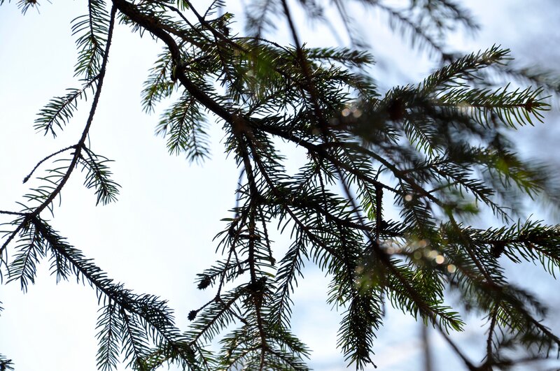 Pine Tree Branches — Green, Serene, Morning, Photograph, Sky