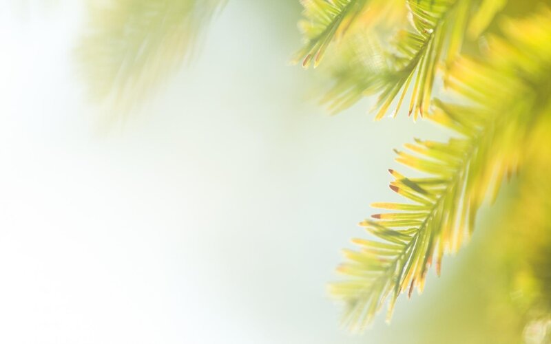 Pine Tree Branches — Green, Serene, Morning, Photograph