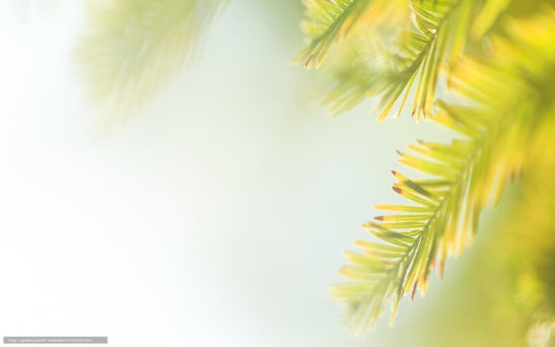 Pine Tree Branches — Green, Serene, Morning
