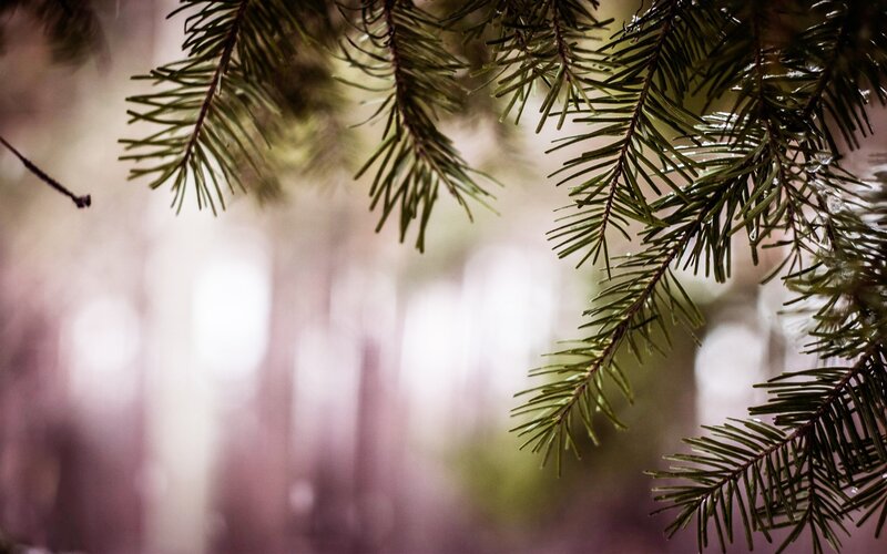 Pine Tree Branches — Green, Serene, Photograph, Forest