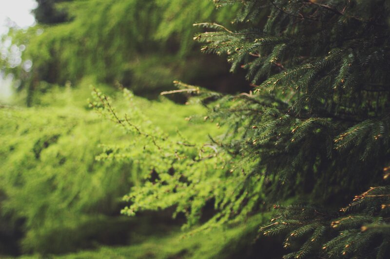 Pine Tree Branches — Green, Serene, Photograph, Green Needles
