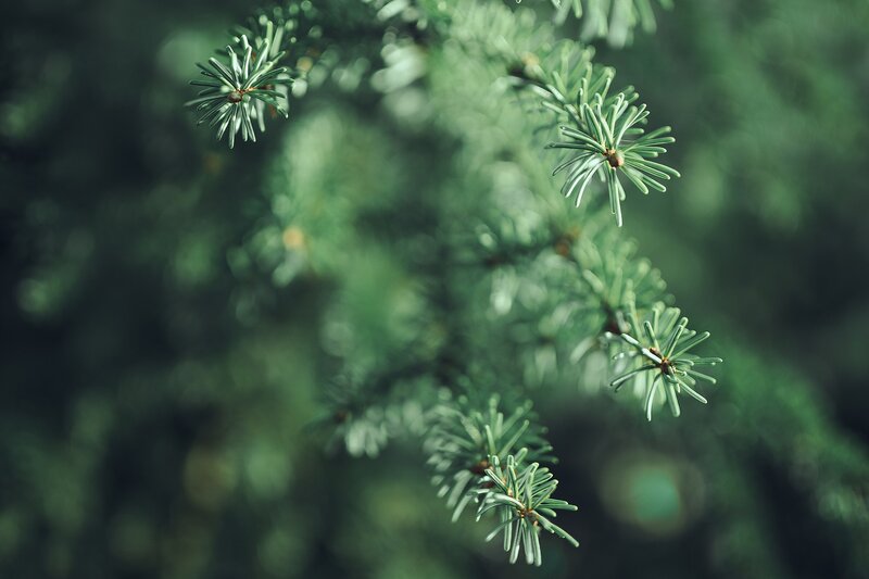 Pine Tree Branches — Green, Serene, Photograph, Needles, Bokeh