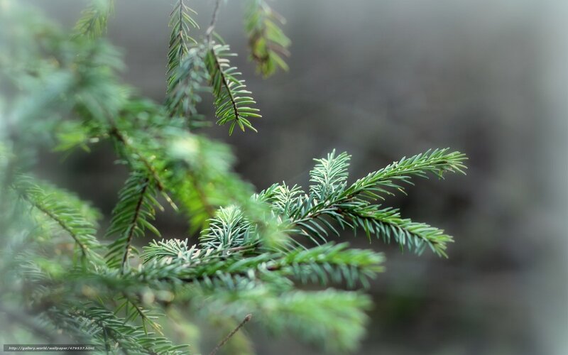 Pine Tree Branches — Green, Serene, Photograph, Needles