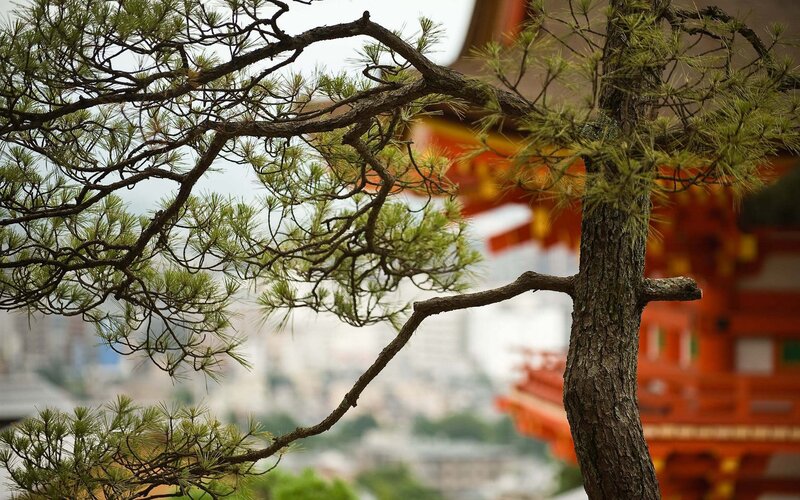 Pine Tree Branches — Green, Serene, Photograph, Temple