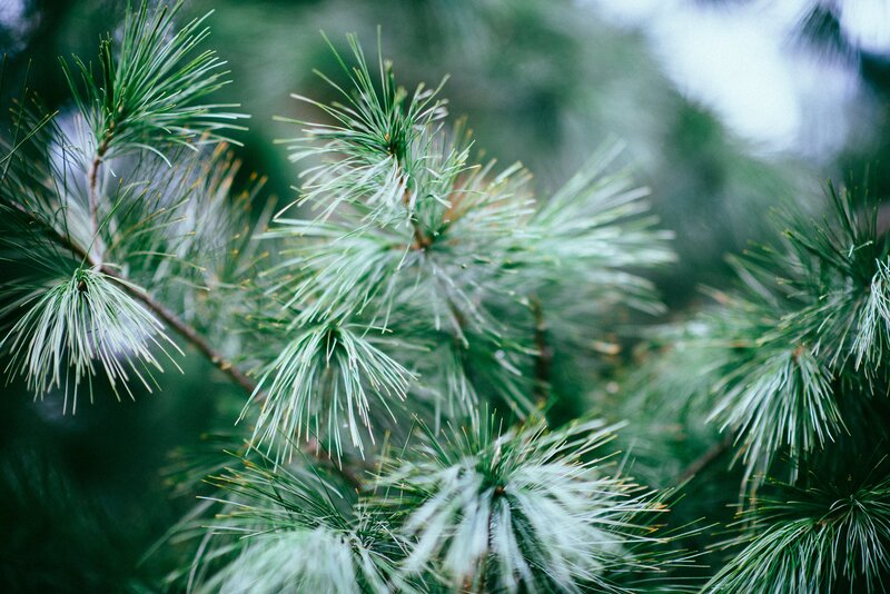 Pine Tree Branches — Green, Serene, Photograph