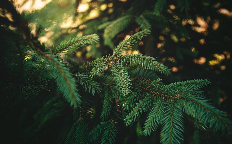 Pine Tree Branches — Green, Serene, Sunset, Photograph, Sunlight