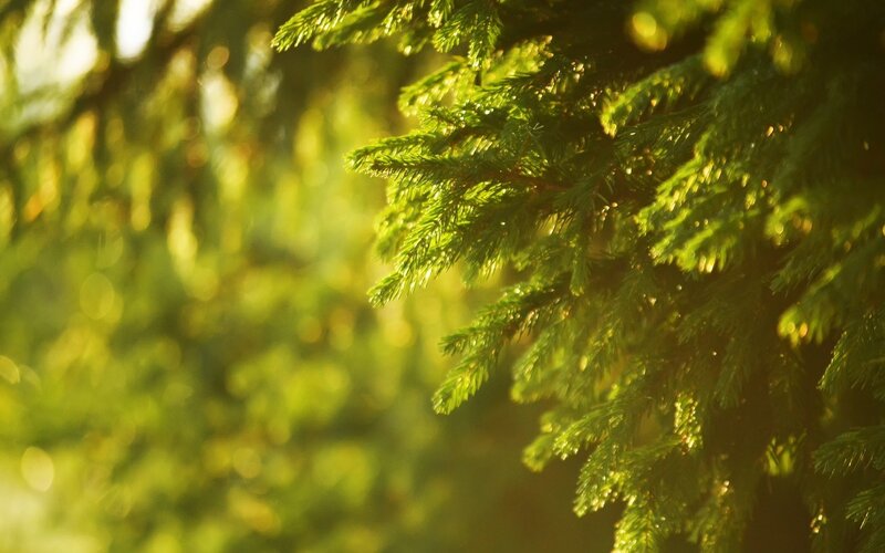 Pine Tree Branches — Green, Serene, Sunset