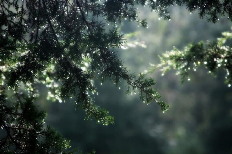 Pine Tree Branches — Green, Serene