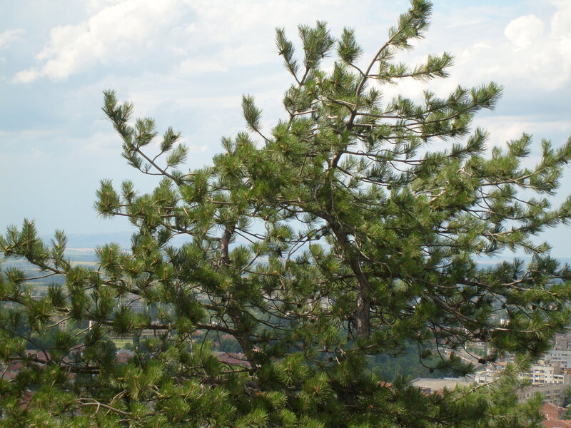 Pine Tree Branches — Green