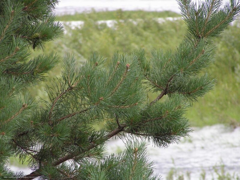 Pine tree branches in nature