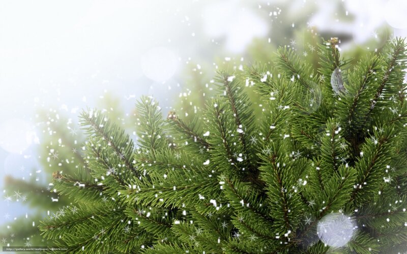 Pine Tree Branches in Snow
