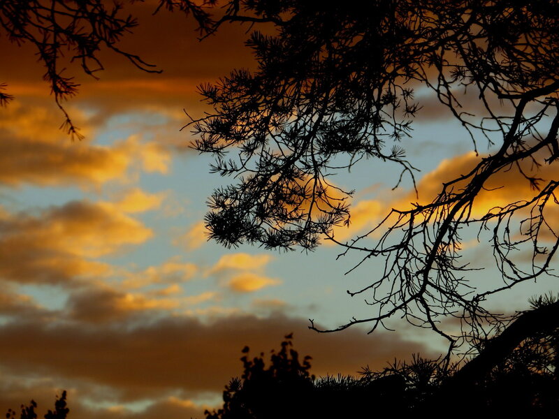 Pine Tree Branches — Orange, Dramatic