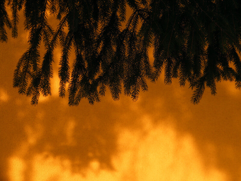 Pine Tree Branches — Orange