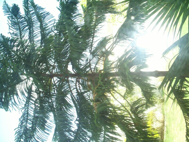 Pine Tree Branches