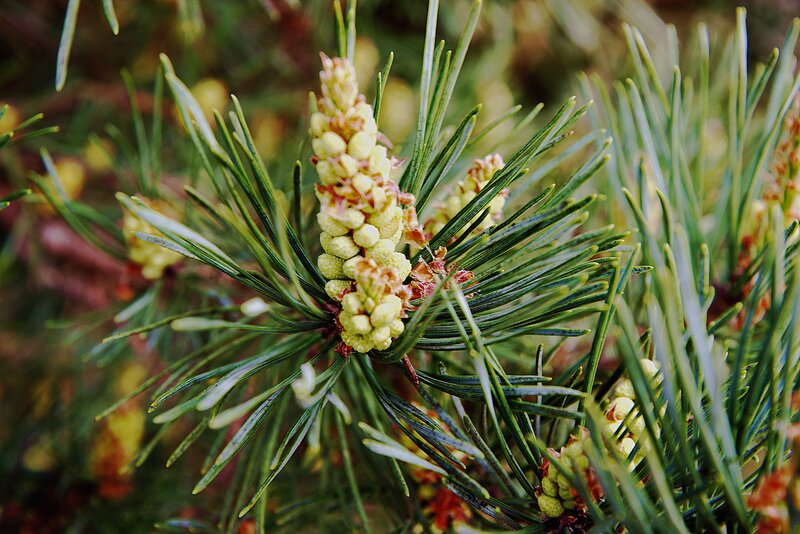 Pine tree buds and needles