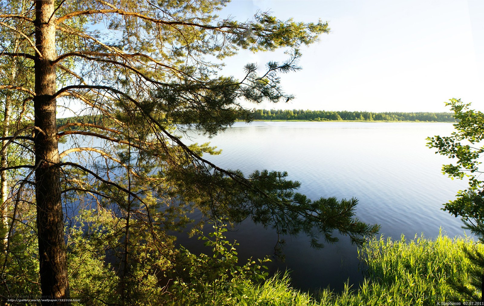 Pine tree by a calm lake
