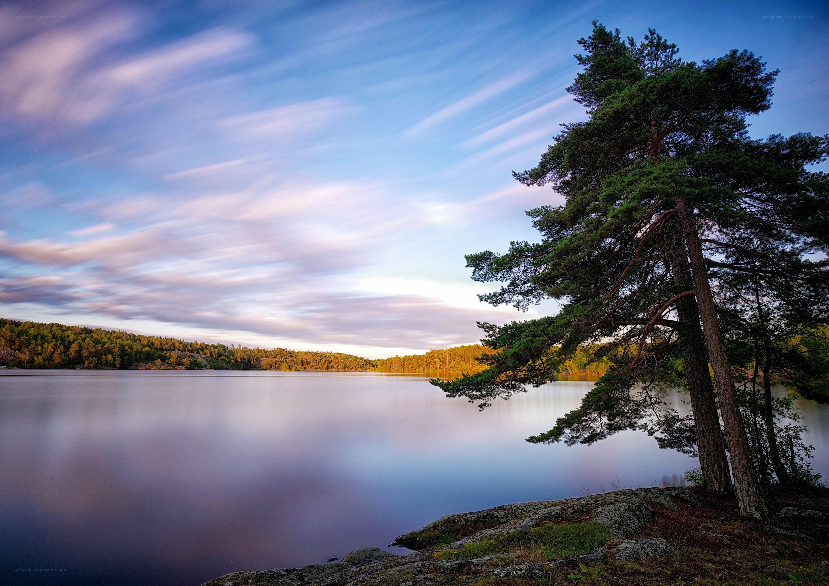 Pine tree by a calm lake