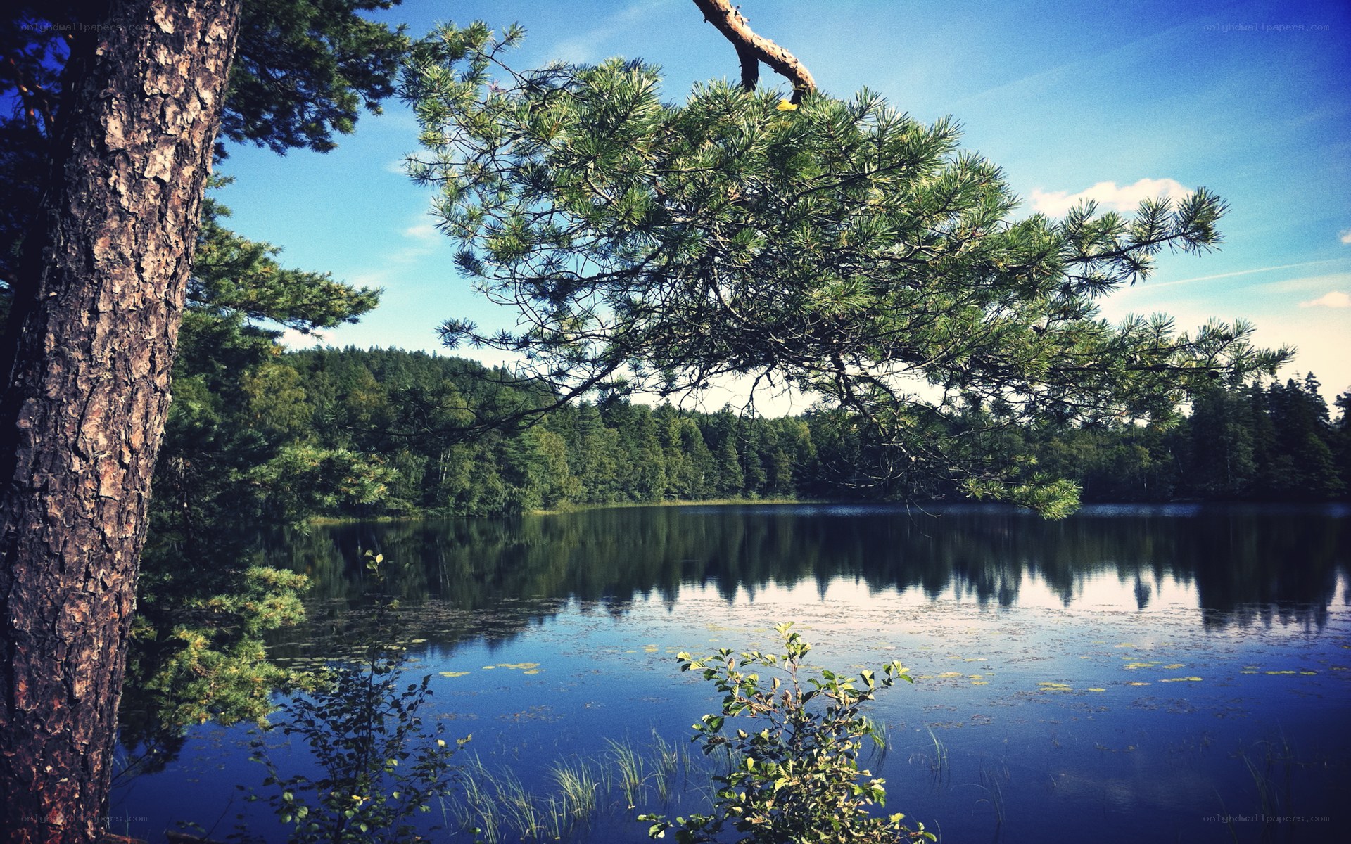Pine tree by a calm lake