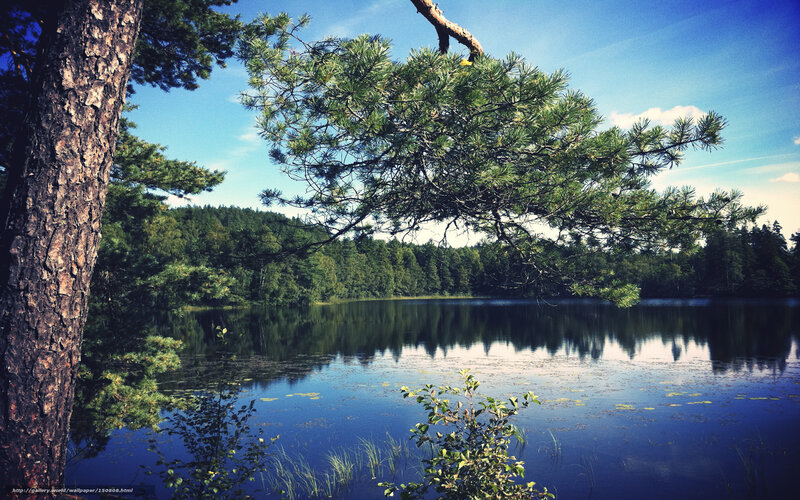 Pine tree by a calm lake