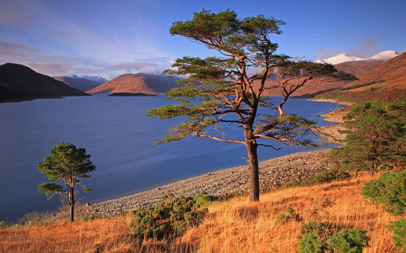 Pine tree by a lake