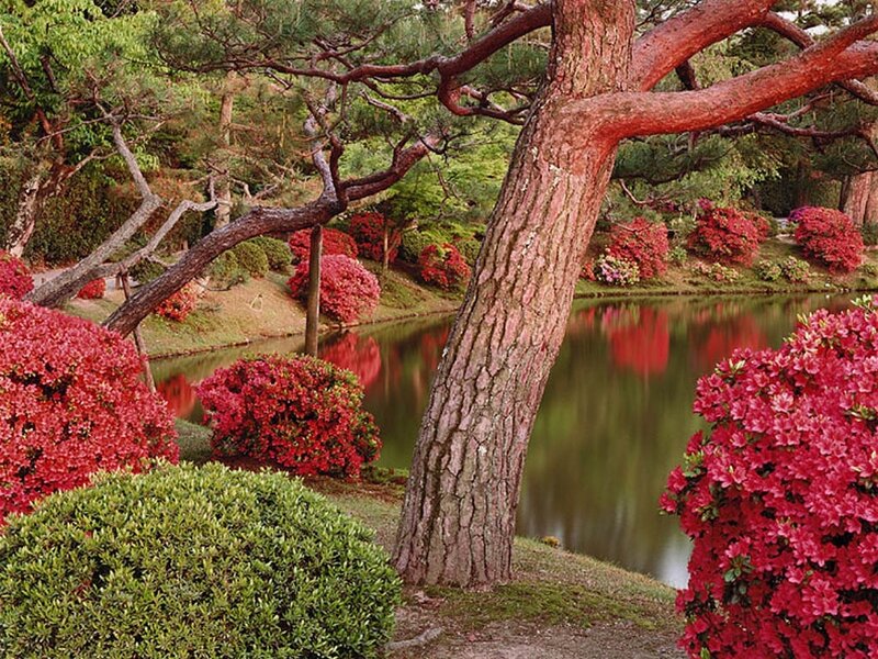 Pine tree by a pond