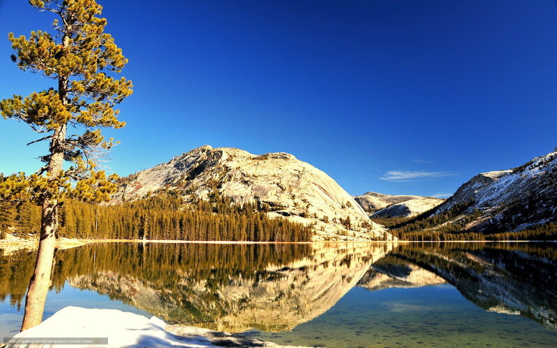 Pine Tree by Lake — Blue, Serene, Afternoon, Photograph, Mountain