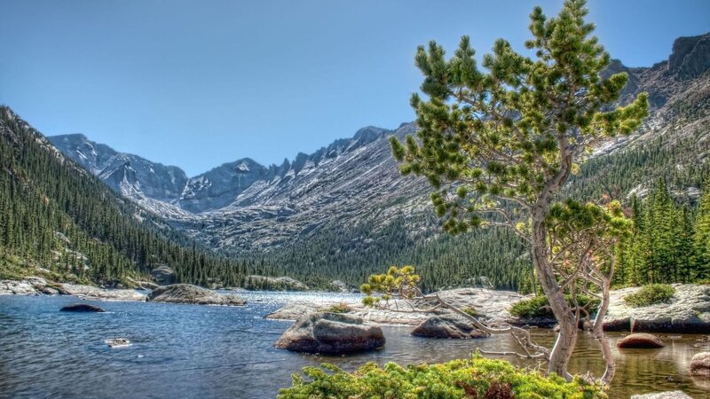 Pine Tree by Lake — Blue, Serene, Afternoon, Photograph