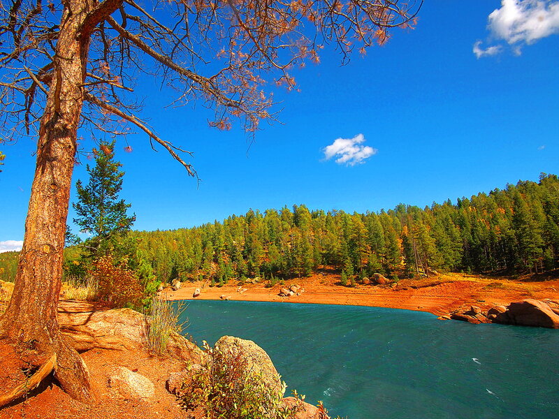 Pine Tree by Lake — Blue, Serene, Afternoon