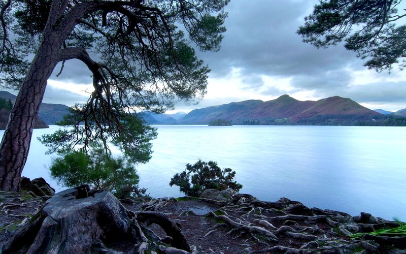 Pine Tree by Lake — Blue, Serene, Morning