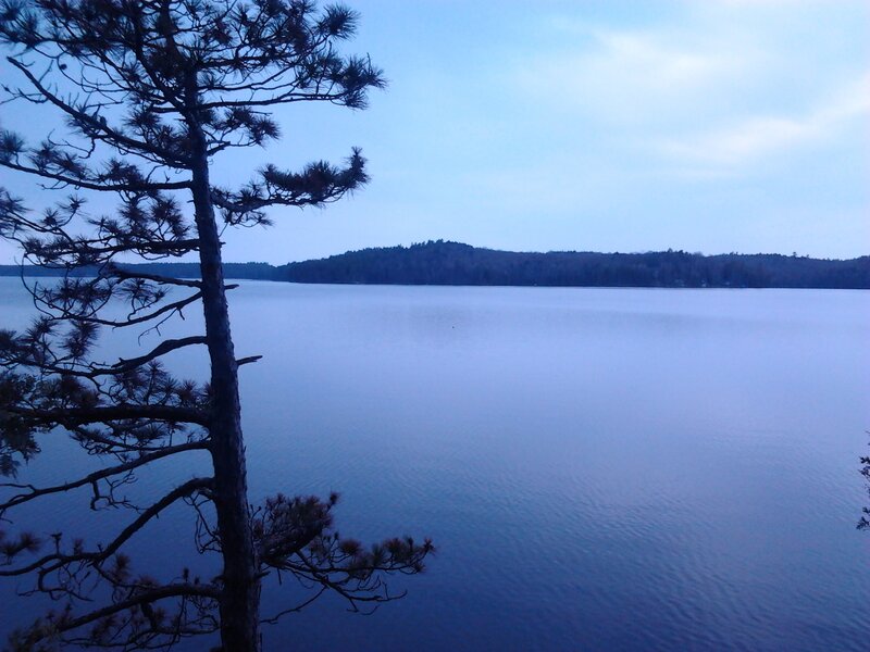 Pine Tree by Lake — Blue, Serene, Sunset