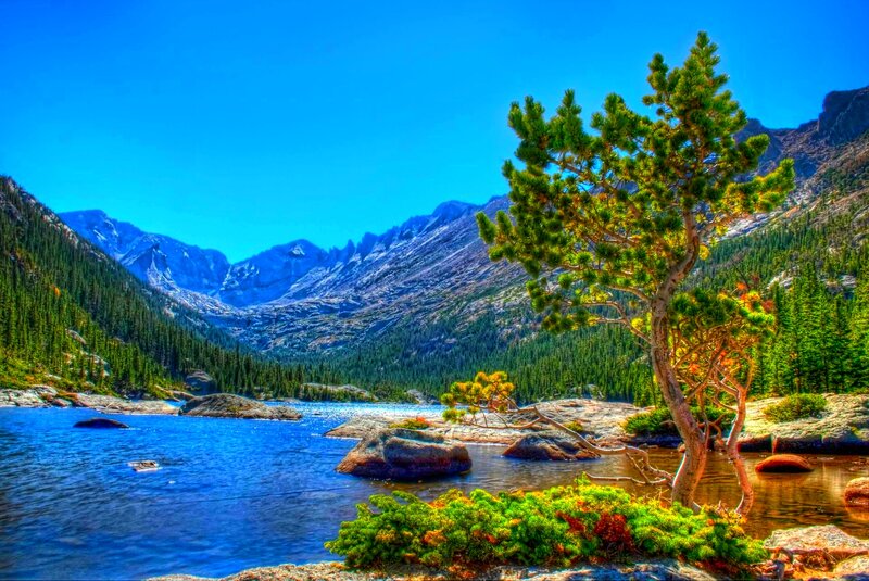 Pine Tree by Lake — Blue, Serene