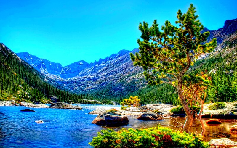 Pine Tree by Lake — Blue