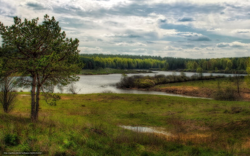 Pine Tree by Lake — Green, Serene, Afternoon, Photograph