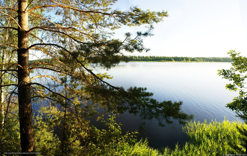 Pine Tree by Lake — Green, Serene, Afternoon
