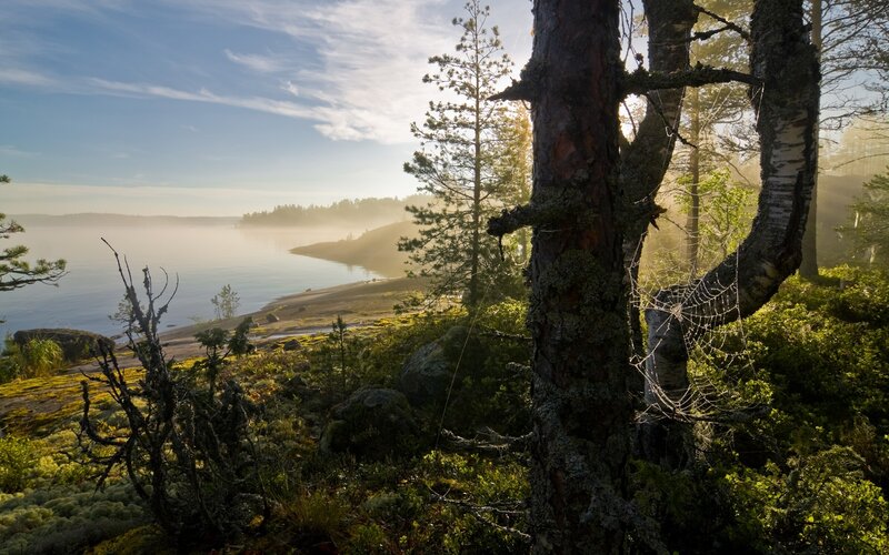 Pine Tree by Lake — Green, Serene, Morning