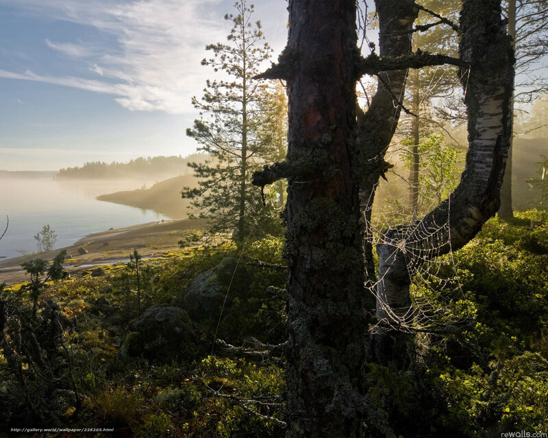 Pine Tree by Lake — Green, Serene