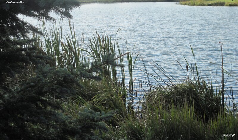 Pine Tree by Lake — Green