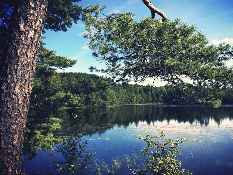 Pine Tree by Lake