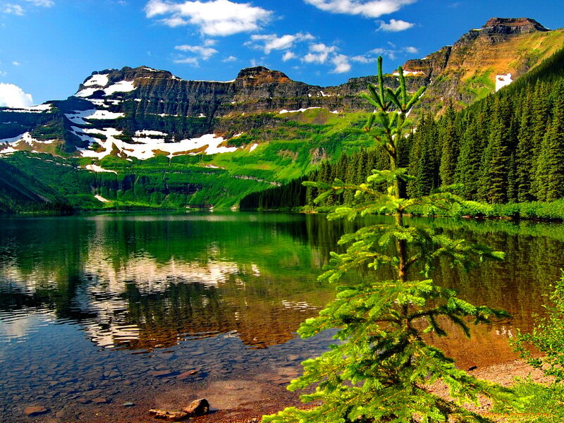 Pine Tree by Mountain Lake