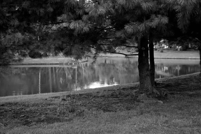 Pine Tree by Pond — Black